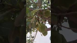 jackfruit mahamari