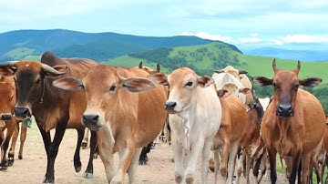 Suara Sapi Moo, kawanan Lembu sapi jinak berkeliling di jalan,ladang, Sapi lucu...