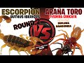 ESCORPIÓN VS ARAÑA TORO - ROUND 2