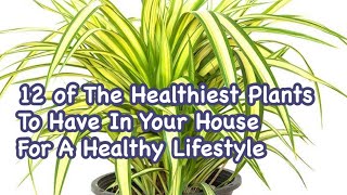 12 of The Healthiest Plants To Have In Your House For A Healthy Lifestyle.#viral #shorts #usa #art