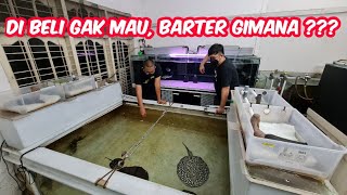 GIOVANDI SUHENDI'S PREDATOR FISH BARGAINS FOR PLATINUM ARAPAIMAS FOR A 100-TON MEGATANK