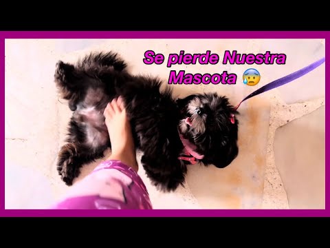 Video: Perder a su familia fue lo mejor que le sucedió a este cachorro