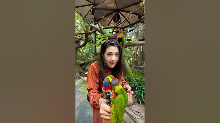 রিতুর  মাথায় টিয়া পাখিরা বাসা বানাইছে 🦜Malaysia Parrot 😍 Ritu Vs Pal  #shorts #rituhossain