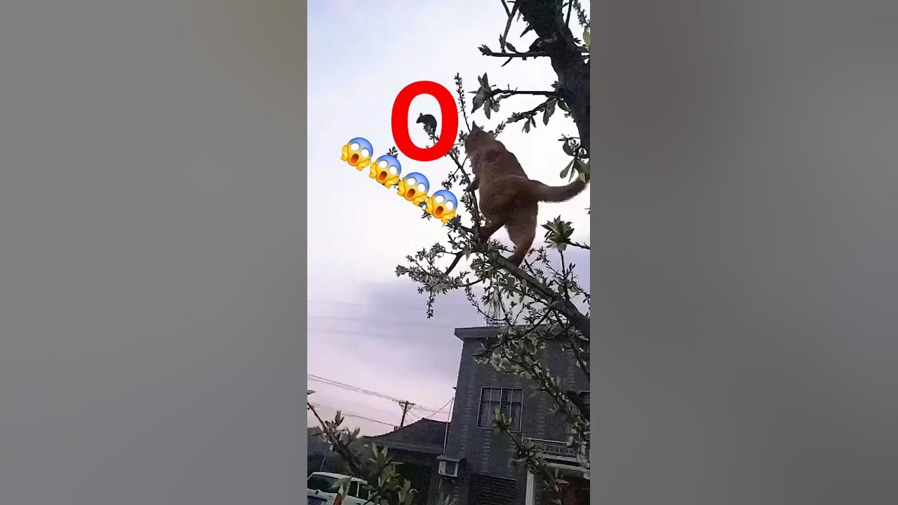 You Won'T Believe What Iggytheprincess Did Next! - g0iak3j