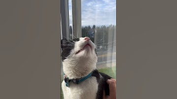 The life of Toby ❤️ #caturday