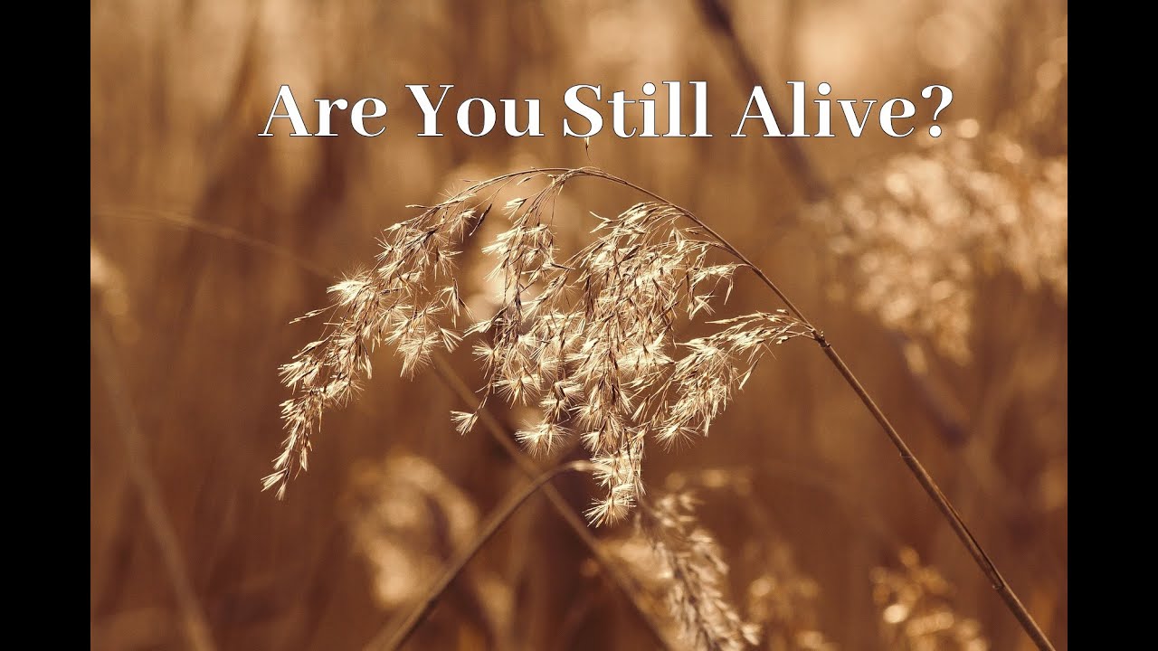 Maria Daines ~ Are You Still Alive? ~ Lyric video