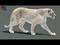 Animated White Lioness 3D Model
