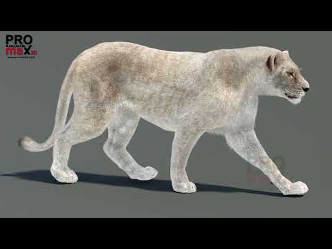 Animated White Lioness 3D Model video