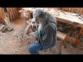 Trailer for making a jennie alexander chair by peter follansbee