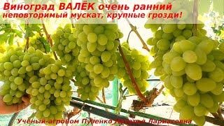 Виноград ВАЛЁК  ранний, с ярким мускатом, крупными гроздями, долго лежит в подвале не теряя муската!