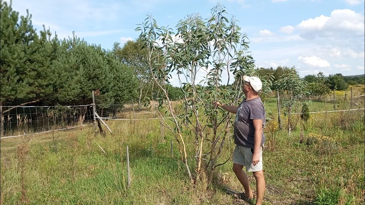 (352) Eucalyptus pauciflora 