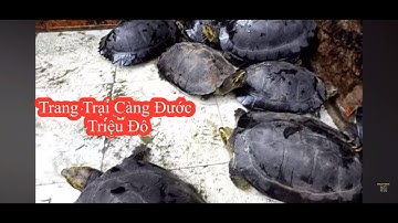 Trang Trại Càng Đước Triệu Đô Vùng Rừng U Minh #cangduoc#rua#runguminh