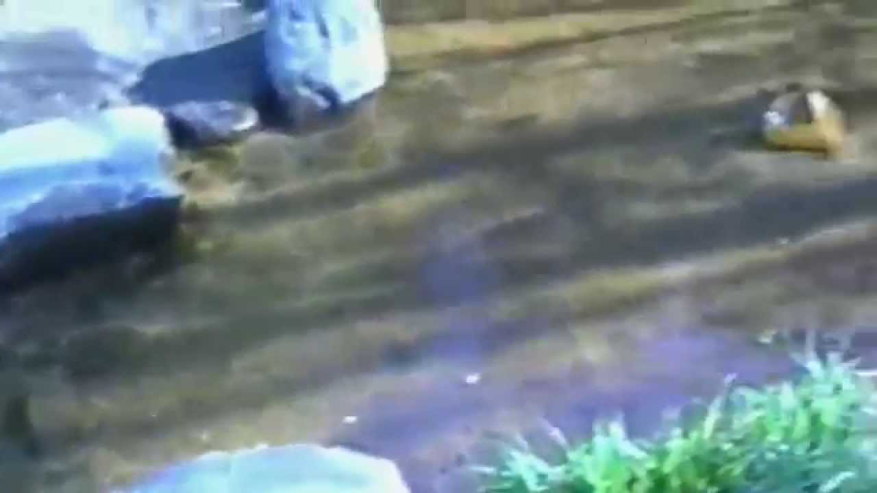 Кутья рецепт поминальная