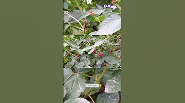 Thumbnail of Blackberry, Delicious Berry, My Farm #farming #dubai #nature #agriculture #music #garden #bollywood
