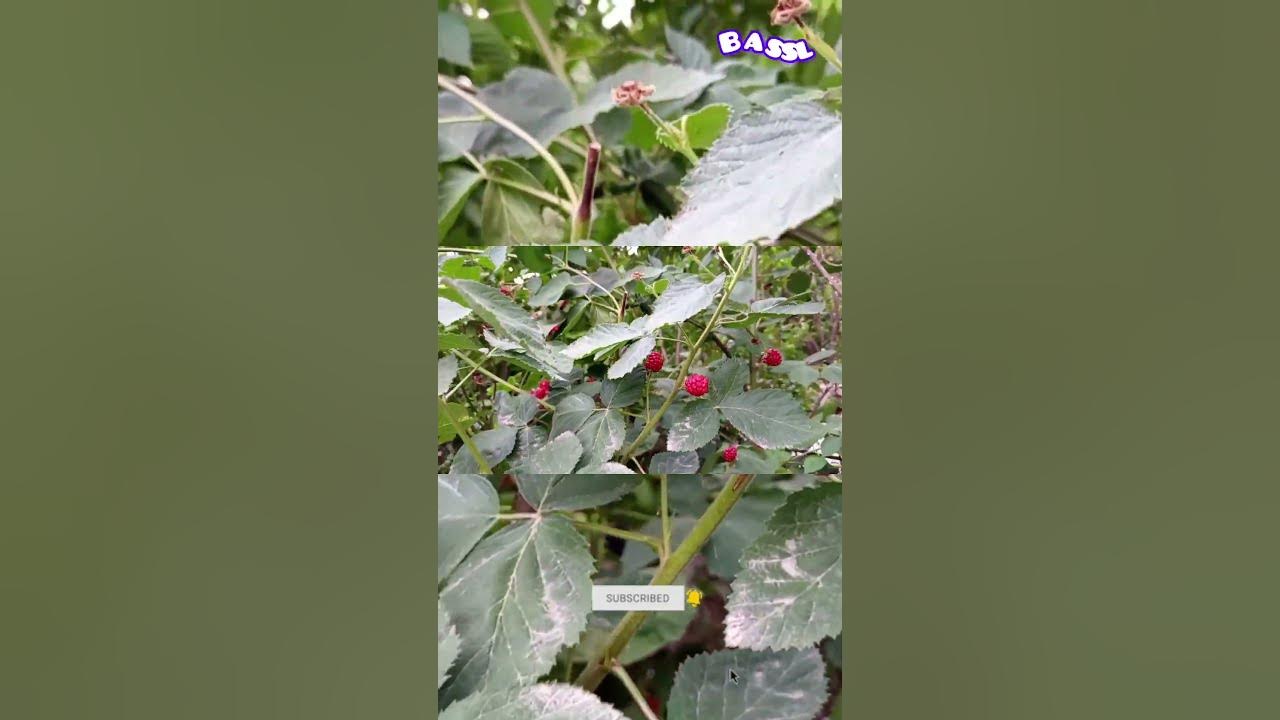 Blackberry, Delicious Berry, My Farm #farming #programming #application #Photograph #garden #flowers