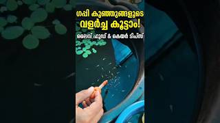 ഗപ്പി കുഞ്ഞുങ്ങളുടെ വളർച്ച കൂട്ടാൻ ഈ കാര്യങ്ങൾ ശ്രദ്ധിക്കാം! #guppybreeding #aquarium #fishcaretips