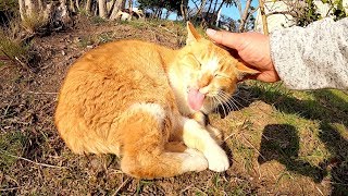 小さな春の訪れを感じながらお昼寝する老猫