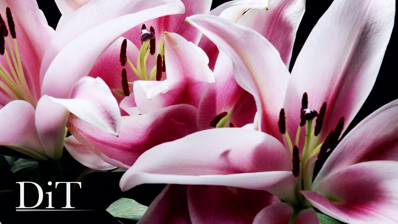 Pink Lilies - Time-lapse with Music