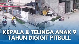 KRONOLOGI Anjing Pitbull di Bandung Serang dan Gigit Anak 9 Tahun hingga Luka di Kepala dan Telinga