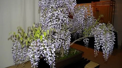 ГЛИЦИНИЯ или ВИСТЕРИЯ. Уход и выращивание в домашних условиях