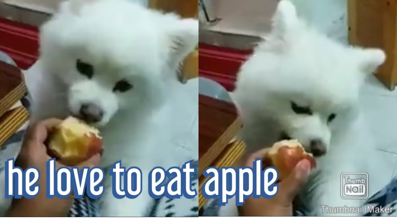 THIS DOG LOVE TO EAT APPLE🍎his Favourite Fruit YouTube
