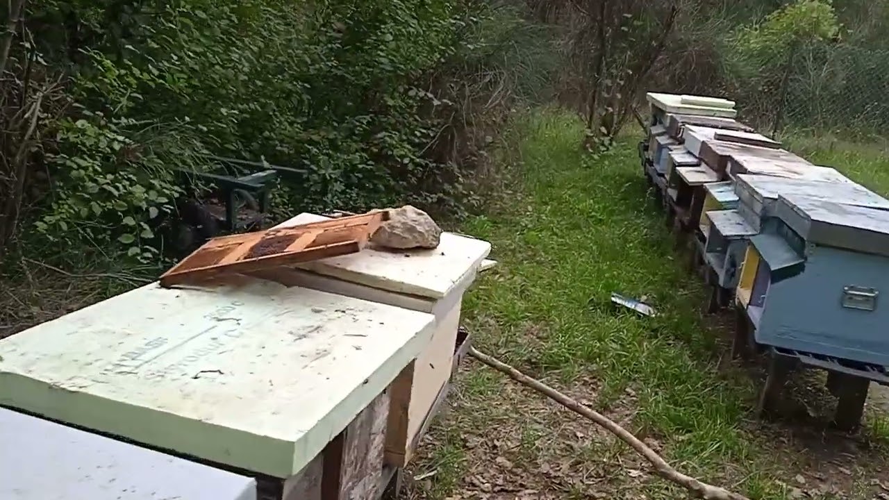 Hopa si al doilea roi in vizor.