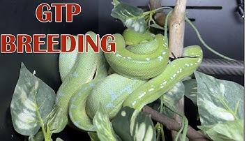 GREEN TREE PYTHON BREEDING!