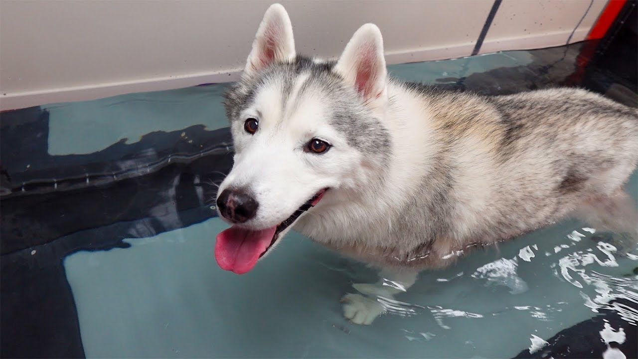 My Dog Splashed Me In the Water Treadmill! YouTube