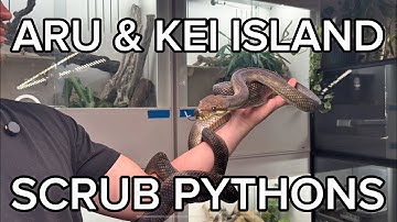 ARU AND KEI SCRUB PYTHONS | SOUTHERN ISLAND TYPES