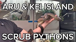 ARU AND KEI SCRUB PYTHONS | SOUTHERN ISLAND TYPES
