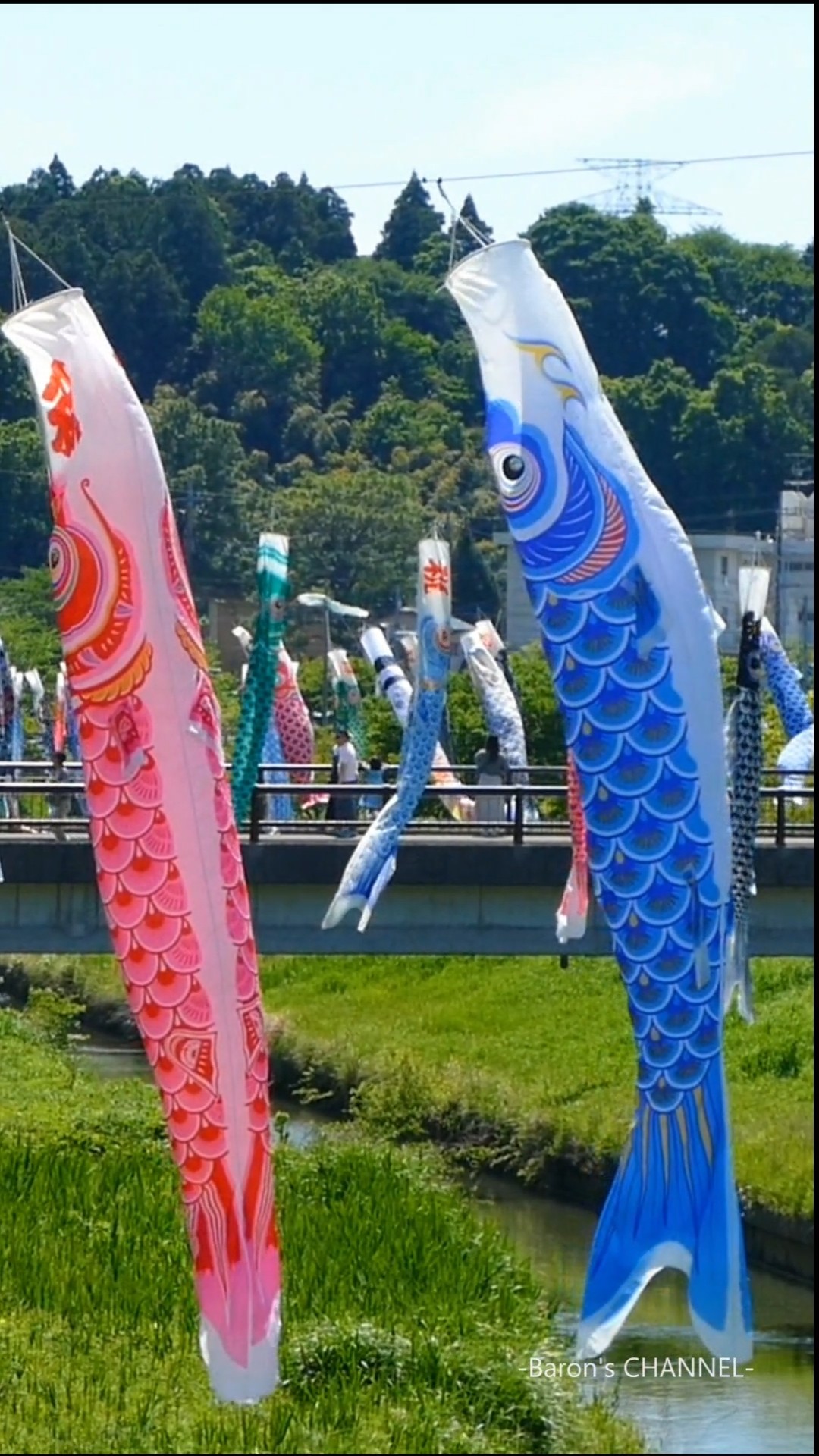 瀬又の鯉のぼり（千葉県市原市）2026年5月5日 #鯉のぼり #こどもの日