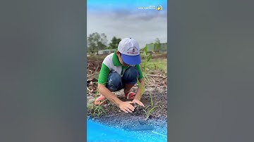 MÙA NÀY LÀ MÙA GÌ THẾ? MÙA TRỒNG CÂY XANH #tttsthichchanquang #thientonphatquang #ctn #trongcay