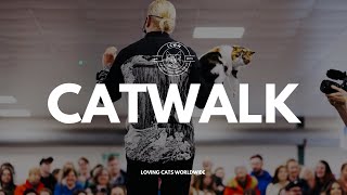 The Catwalk! Check out our new Cat Extravaganza feature!