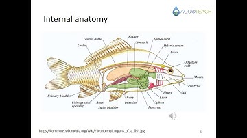 Module 3 Fish anatomy, health and welfare