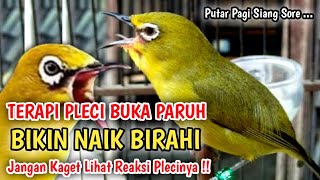 Terapi pleci buka paruh SUARA PLECI OMBYOKAN plus CALL PLECI BETINA BIKIN BIRAHI NAIK