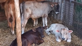 видео: Відгодівля биків породи Brown Swis.Раціон телят,перші заміри.Серіал картинка: Відгодівля биків породи Brown Swis.Раціон телят,перші заміри.Серіал