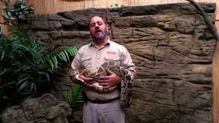 Creature Feature: Snake That Started #LivingTheDream
