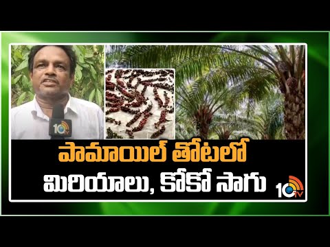 పామాయిల్ తోటలో మిరియాలు, కోకో సాగు |Cocoa and Pepper As Intercrop in Oil Palm Farming |Matti Manishi - 10TVNEWSTELUGU