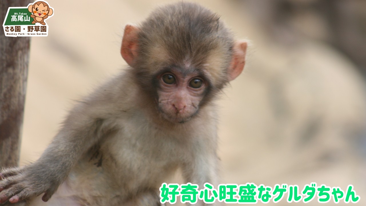 高尾山さる園】好奇心旺盛なゲルダちゃん - YouTube