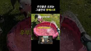 나뭇잎마을 출신 댕댕이 [팟개스트 ep.29]