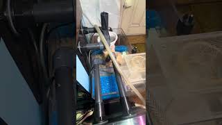 Инкубация гигантской пресноводной Креветки