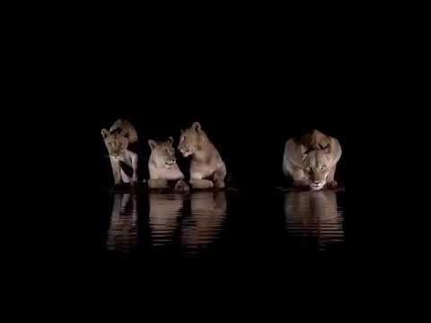 Turn your sound on, sit back and enjoy these lionesses in all their magnificence #shorts