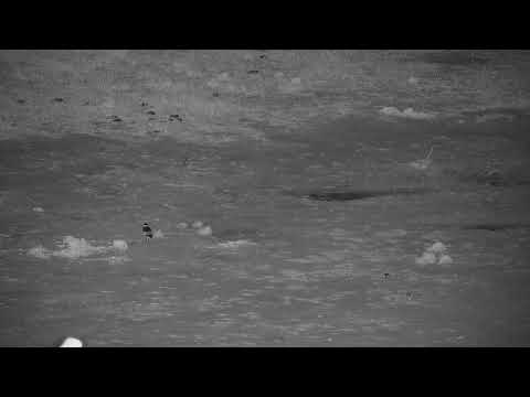 camera iphone 8 plus apk Djuma Private Game Reserve Live Stream