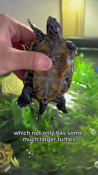 BABY TURTLE Gets BIGGER TANK! 😍🐢