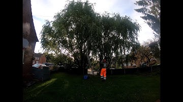 Pollarding two Willow Trees
