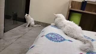 #cats lovely couple | #youtube cats lovely couple | #cat #funnycats #pet #cutecat #cute #bollywood