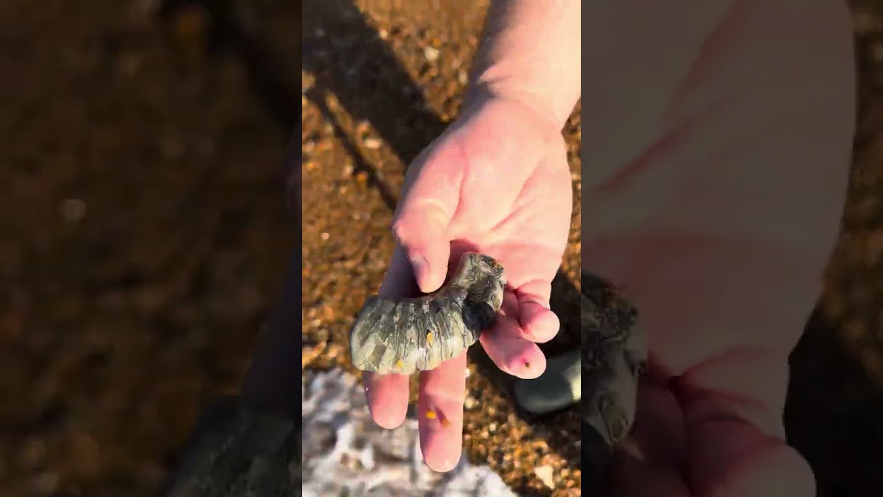 Golden Cap  - Sea Town - Fossil Hunting - England 