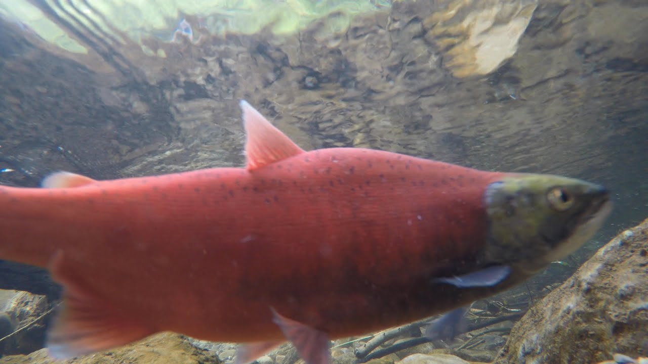 Hike above Causey Reservoir to see the Kokanee Salmon Run. Fall Hike