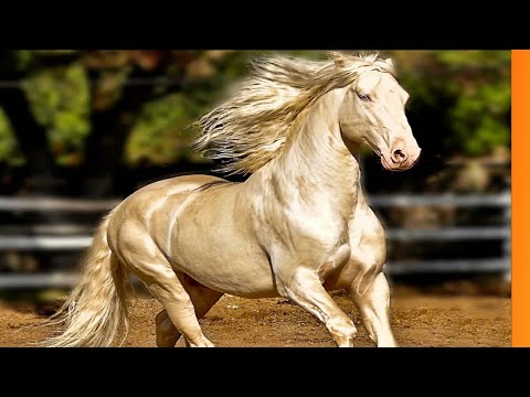 Vídeo: Cavalo andaluz