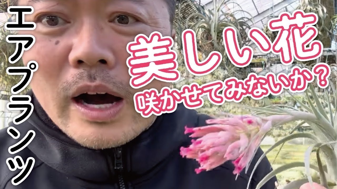 Why not try making air plants bloom? - YouTube